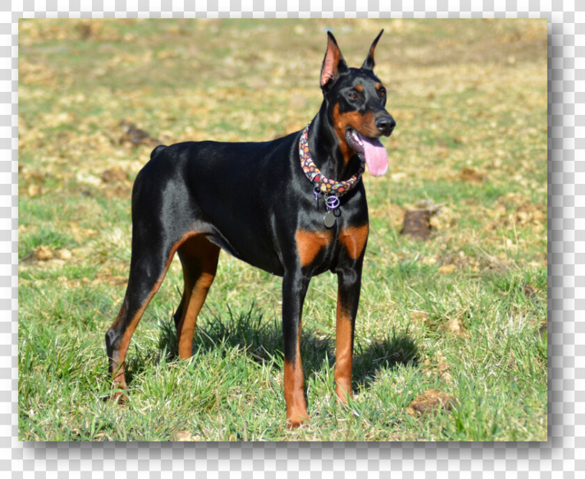 Annie   Dobermann  HD Png DownloadTransparent PNG