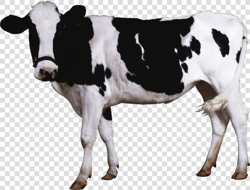 Black White Cow   Cow Png  Transparent PngTransparent PNG