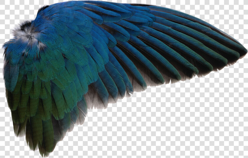 Bird Wings Png   Transparent Bird Wings Png  Png DownloadTransparent PNG