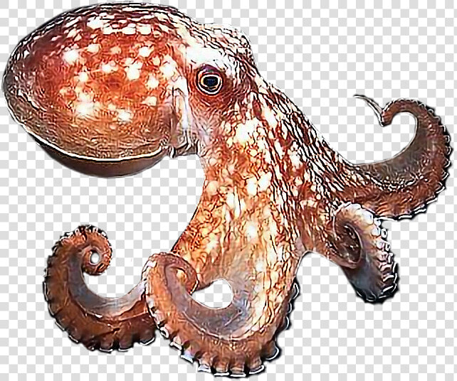  octopus   Real Octopus Transparent Background  HD Png DownloadTransparent PNG