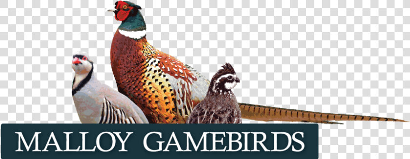 Iowa Bobwhite Quail  Pheasant And Chukar  HD Png DownloadTransparent PNG