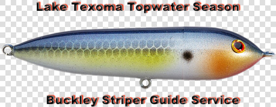 Texoma Topwater Season   Pomacentridae  HD Png DownloadTransparent PNG