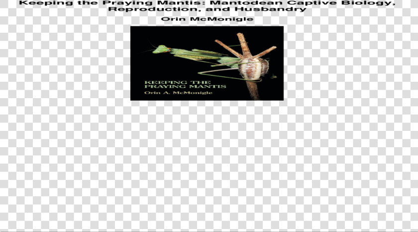 Keeping The Praying Mantis Mantodean Captive Biology   Mosquito  HD Png DownloadTransparent PNG