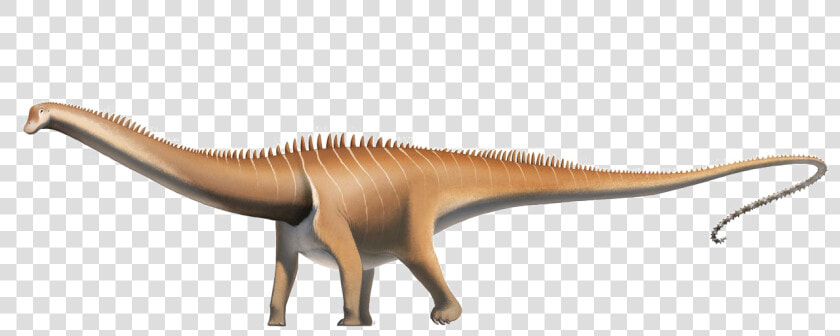 Diplodocus Png Pic   Diplodocus Wikipedia  Transparent PngTransparent PNG