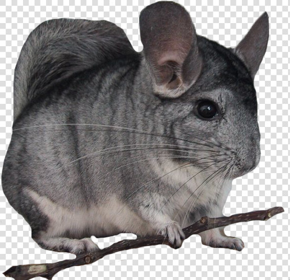 Ancestral   Chinchilla Pet  HD Png DownloadTransparent PNG