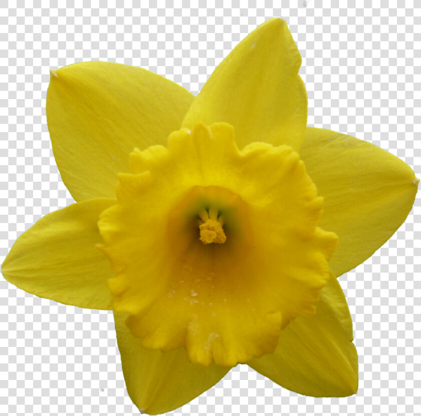 Daffodil Narcissus Flower   Narcissus Flower Transparent Png  Png DownloadTransparent PNG