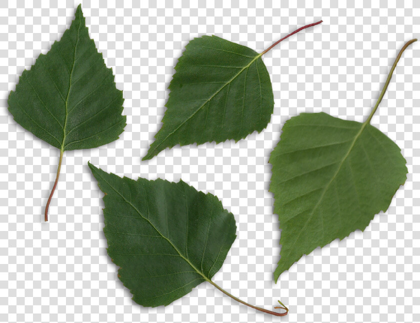 Betula Pendula Scanned Leaves   Birch Leaf Png  Transparent PngTransparent PNG