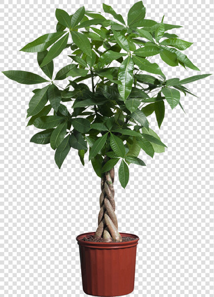 Guiana Chestnut Houseplant Indoor Plants Potted   Plant Transparent Background  HD Png DownloadTransparent PNG