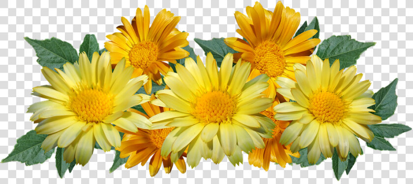 Daisies  Flowers  Yellow  Arrangement  Cut Out   Daisy Yellow Png  Transparent PngTransparent PNG