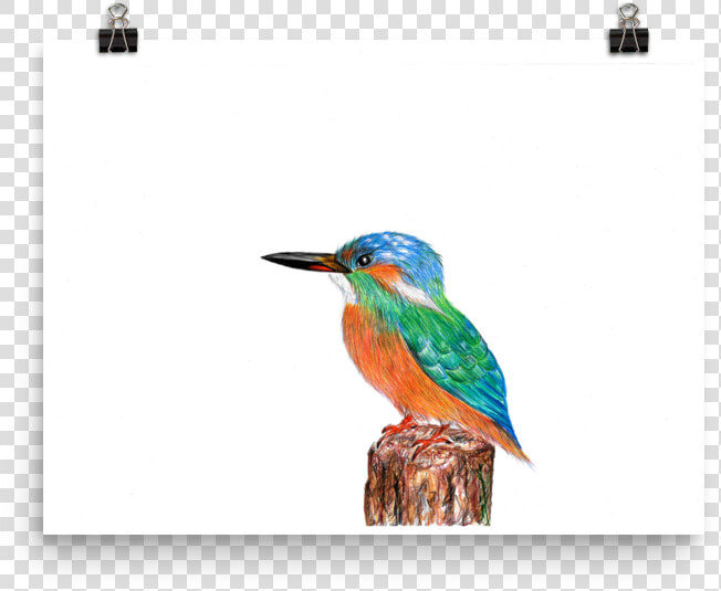 Image Of Kingfisher   Coraciiformes  HD Png DownloadTransparent PNG