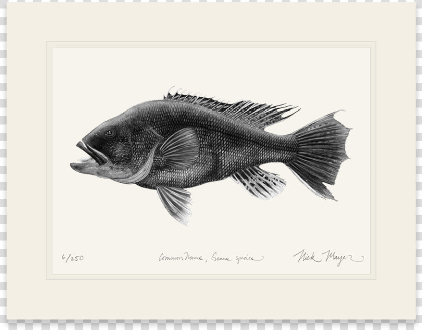 Black Sea Bass    Bass  HD Png DownloadTransparent PNG