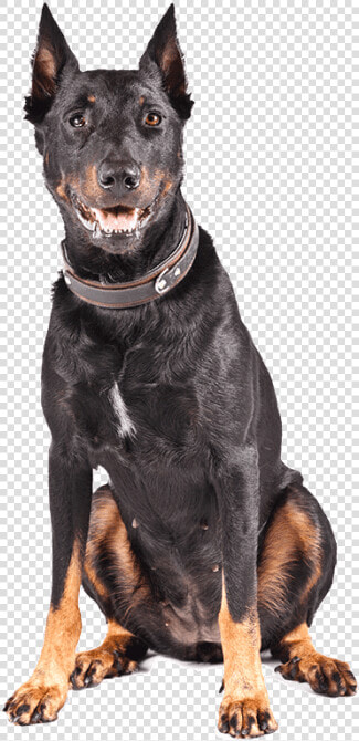 Razas De Trabajo   Australian Kelpie Png  Transparent PngTransparent PNG