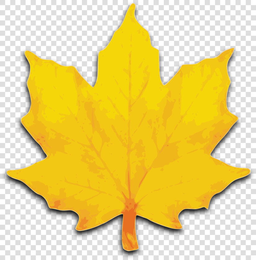 Fall Leaves Clipart Free Clipart Images   Maple Tree Leaves Clip Art  HD Png DownloadTransparent PNG