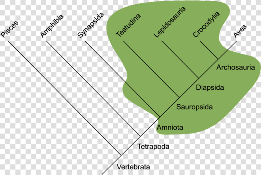 Traditional Reptilia   Evolução Dos Repteis  HD Png DownloadTransparent PNG