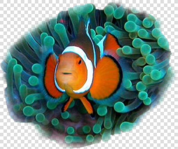  clownfish   Commensalistic Relationship Between Two Organisms  HD Png DownloadTransparent PNG