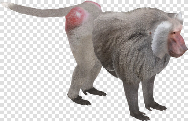 Baboon  HD Png DownloadTransparent PNG