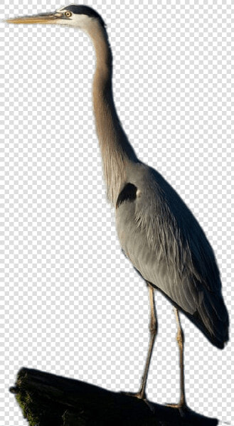 Great Blue Heron Full Size   Great Blue Heron Png  Transparent PngTransparent PNG