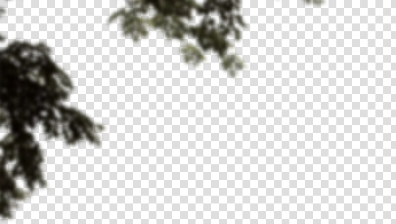 Larch  HD Png DownloadTransparent PNG