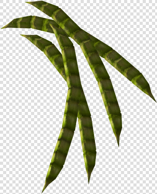 Honeymesquitepod nobg   Mesquite Beans Png  Transparent PngTransparent PNG