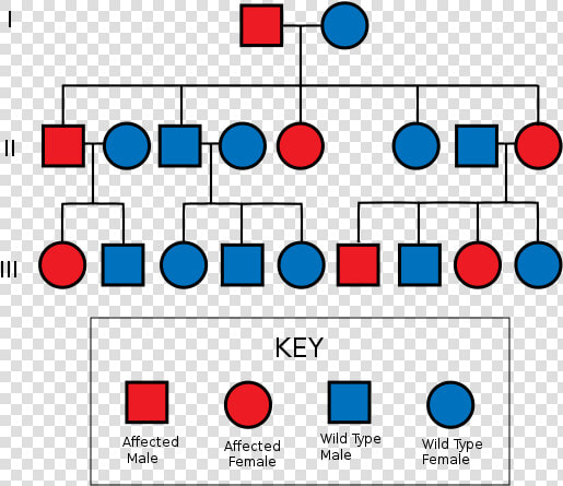 Autosomal Dominant Pedigree Chart   Huntington  39 s Disease Pedigree Chart  HD Png DownloadTransparent PNG