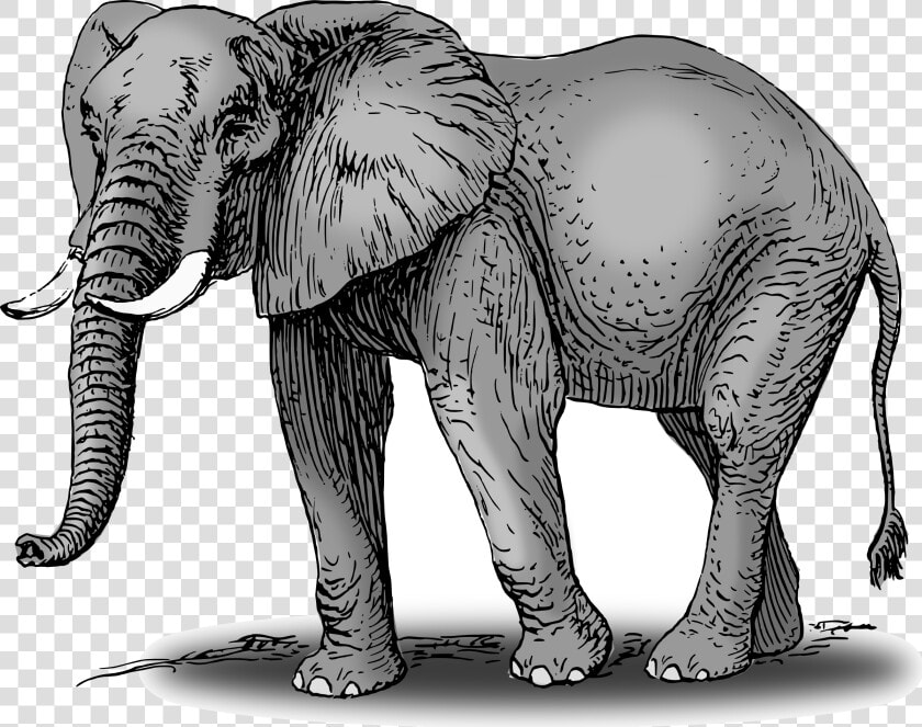 Elephant Free Elephants Clipart Graphics Image And   Elephant Drawing With Color  HD Png DownloadTransparent PNG