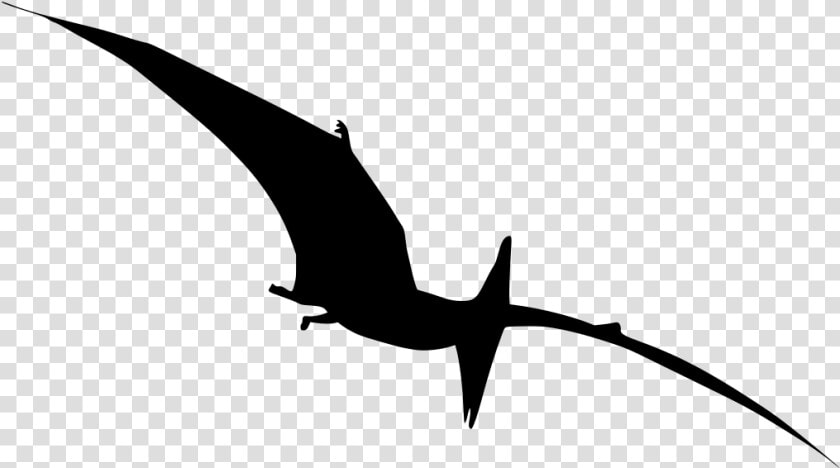 Pterodactyl Dinosaur Silhouette Png  Transparent PngTransparent PNG