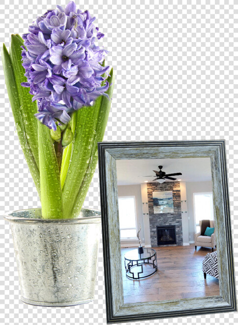 Pot Plant Table   Hyacinth  HD Png DownloadTransparent PNG