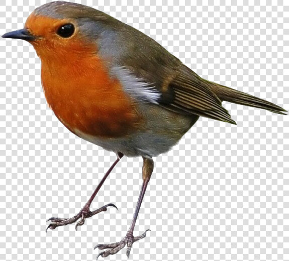 Robin Png Clipart   European Robin  Transparent PngTransparent PNG