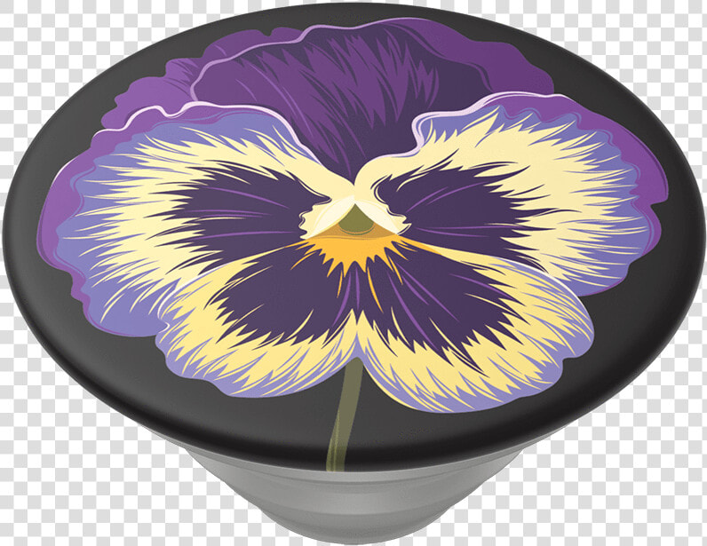 Pansy  HD Png DownloadTransparent PNG