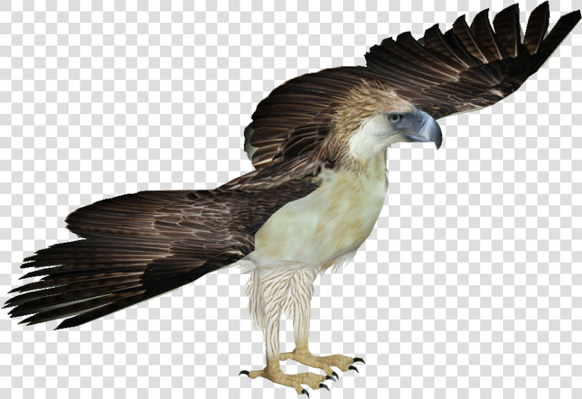 Philippine Eagle Png   Philippine Eagle White Background  Transparent PngTransparent PNG