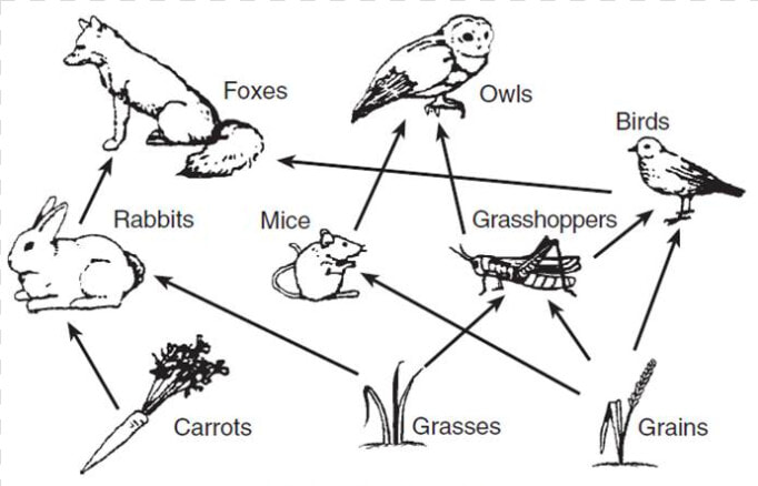 Diagrams Of Food Webs  HD Png DownloadTransparent PNG