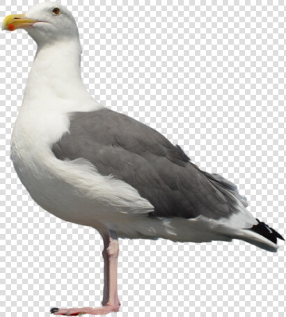 Gull Png   Seagull Bird Png  Transparent PngTransparent PNG