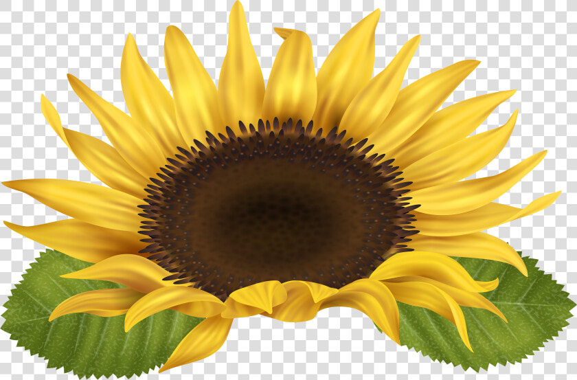 Sunflower Clip Art Image Gallery High quality Transparent   Free Clip Art Sunflower  HD Png DownloadTransparent PNG