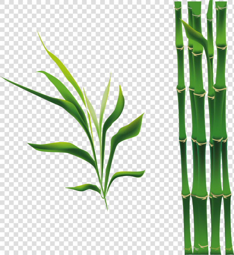 Bamboo Bamboe Drawing   Cartoon Bamboo Png  Transparent PngTransparent PNG