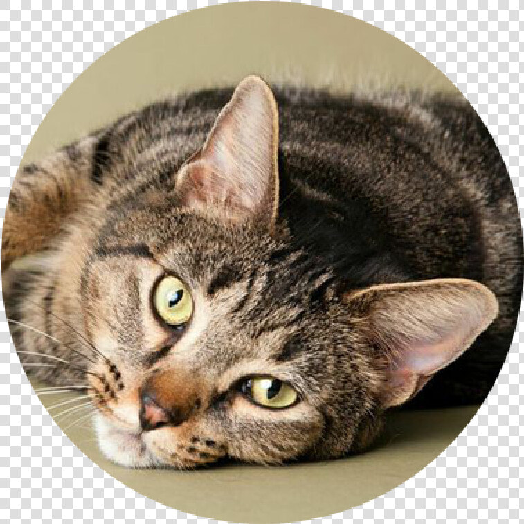 Cats 0001  HD Png DownloadTransparent PNG