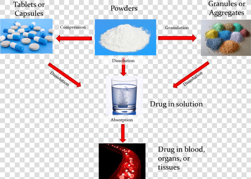 In Vitro En   Dissolution Test  HD Png DownloadTransparent PNG