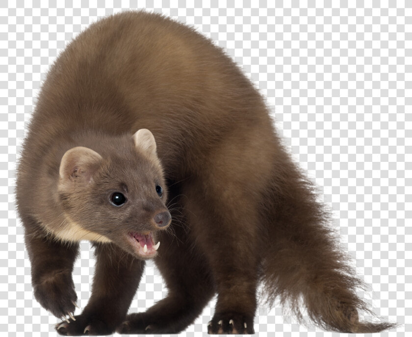 Marten Png  Transparent PngTransparent PNG