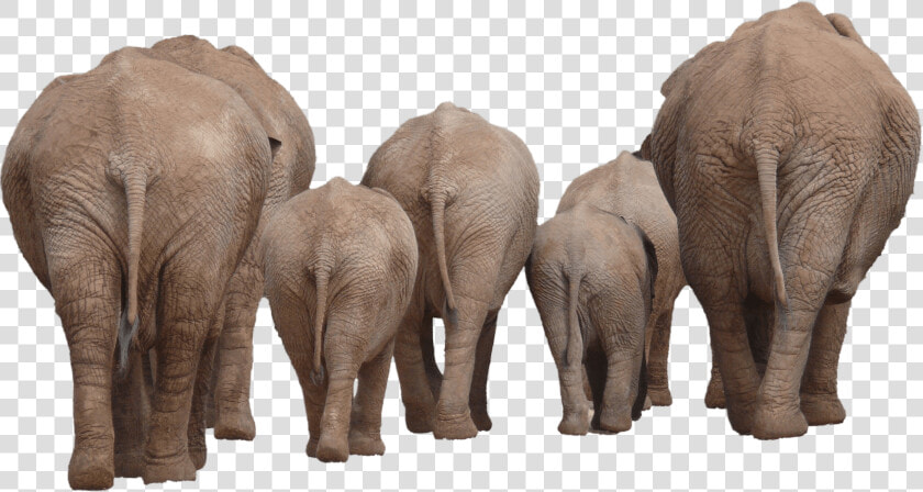 Elephants Group Back Transparent Png   Elephant Group Png  Png DownloadTransparent PNG