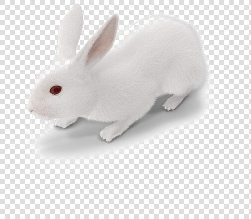 White Rabbit Png   White Rabbit Images Png  Transparent PngTransparent PNG