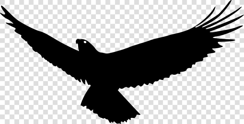 Bald Eagle Bird Flight   Flying Eagle Silhouette Png  Transparent PngTransparent PNG