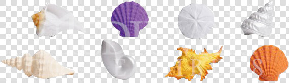 Seashells Toobs  HD Png DownloadTransparent PNG