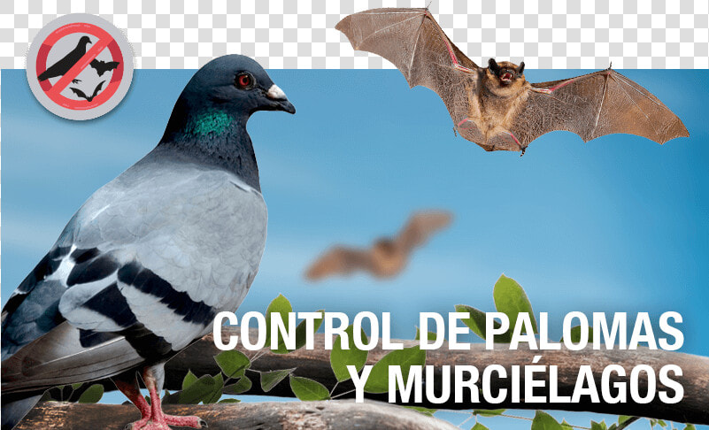 Transparent Palomas Png   Palomas Y Murcielagos  Png DownloadTransparent PNG