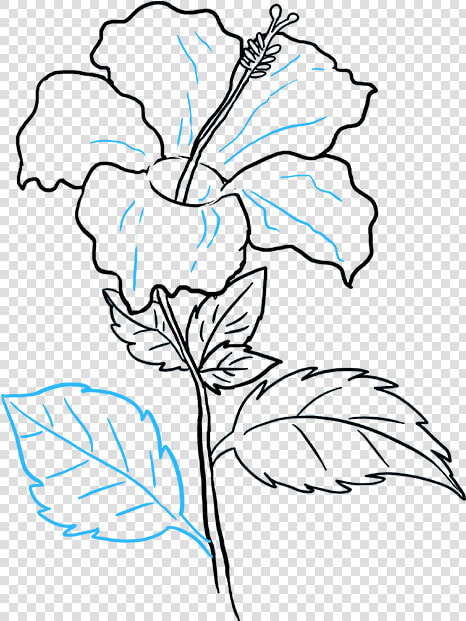 How To Draw Hibiscus   Hibiscus Flower Drawing Easy  HD Png DownloadTransparent PNG