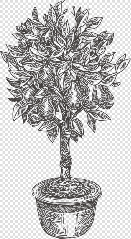 Pear tree   Houseplant  HD Png DownloadTransparent PNG