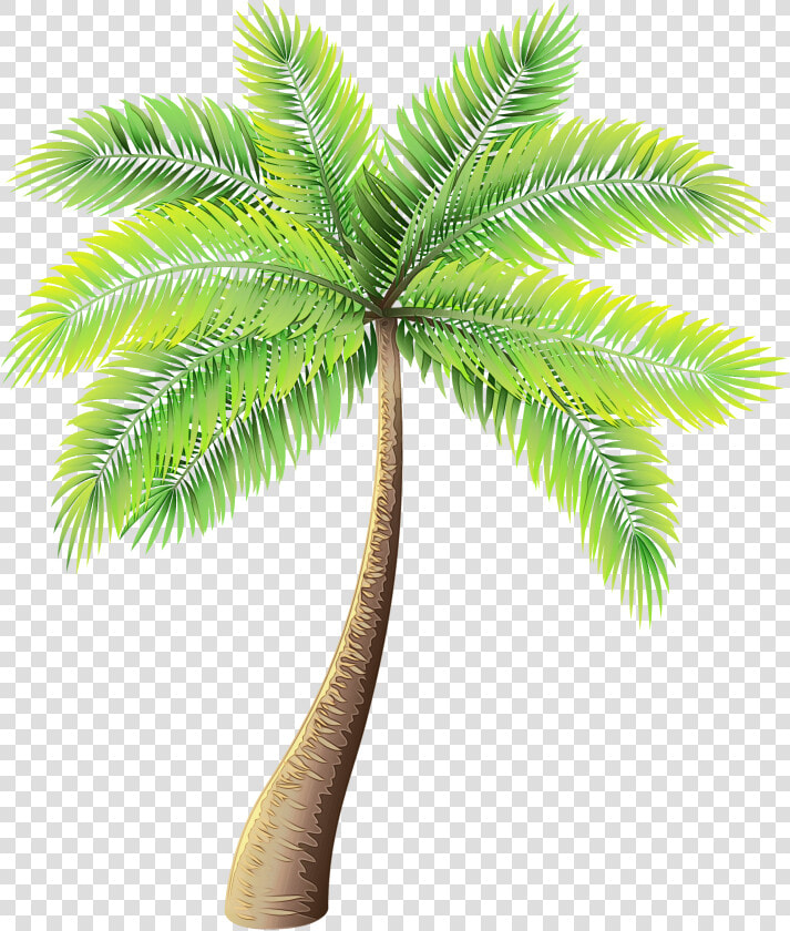 Clip Art Palm Trees Portable Network Graphics Image   Transparent Palm Tree Png  Png DownloadTransparent PNG