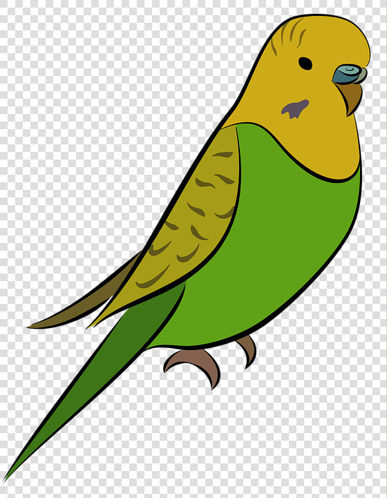 Budgie  Parakeet  Bird  Pet  Yellow  Green  Budgerigar   Muhabbet Kuşu Resmi Çizimi  HD Png DownloadTransparent PNG