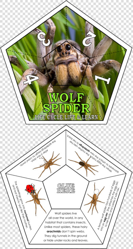 Photogenic Spiders  HD Png DownloadTransparent PNG