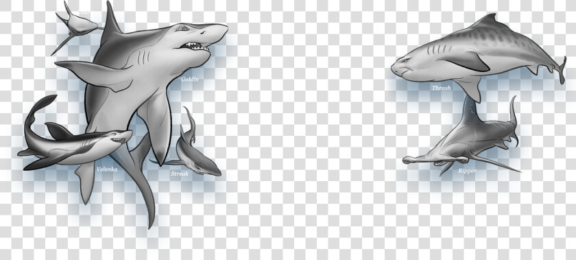 Transparent Shark Outline Png   Shark Wars Book 1  Png DownloadTransparent PNG