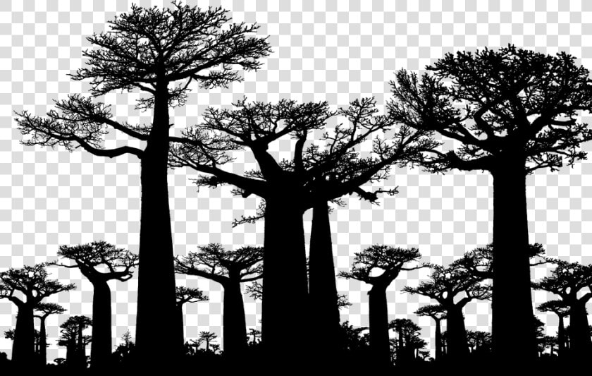 Forest  Trees  Silhouette  Baobab  Africa  Tree   Avenue Of The Baobabs  HD Png DownloadTransparent PNG