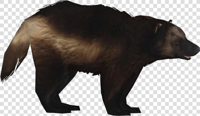 Transparent Wolverine Png   Wolverine Animal Png  Png DownloadTransparent PNG